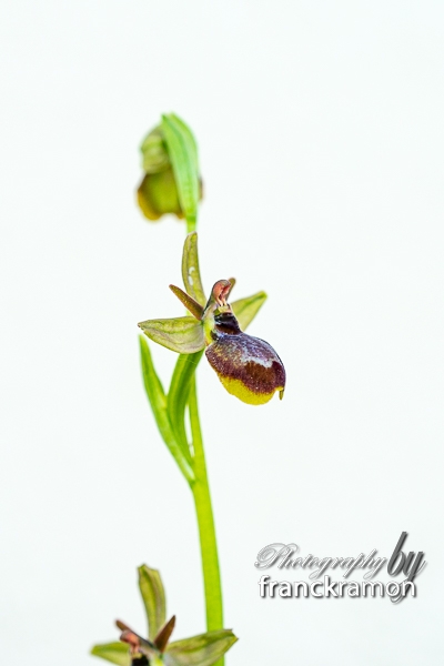 20230505-Ophrys_aymoninii_x_aveyronensis-2.jpg