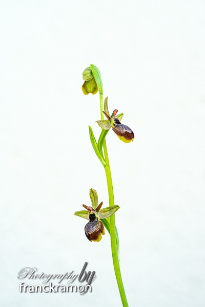 20230505-Ophrys_aymoninii_x_aveyronensis-3.jpg