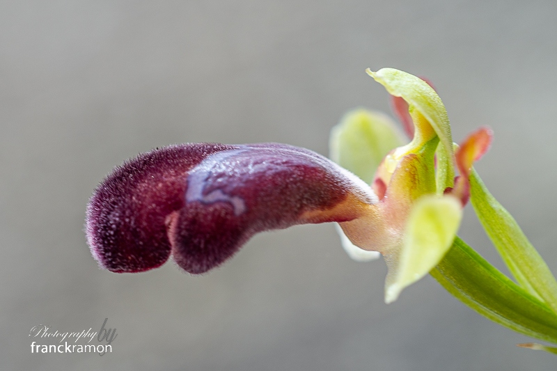 20240302-Ophrys_omegaifera.jpg
