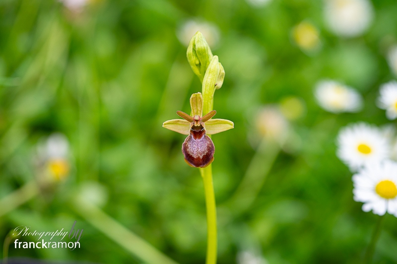 20240408-Ophrys_aveyronensis_x_aymoninii.jpg