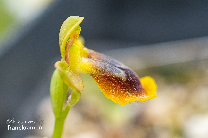 20240408-Ophrys_lutea_x_aveyronensis_x_lutea-4.jpg