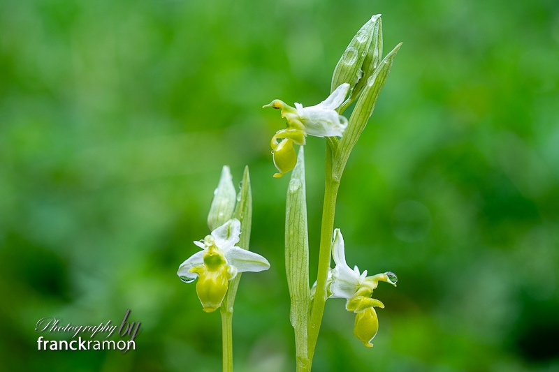 Ophrys_scolopax_alba.jpg