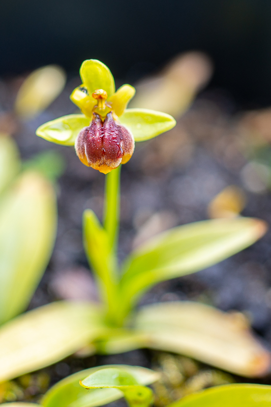 Ophrysluteaxbombyliflora-2.jpg