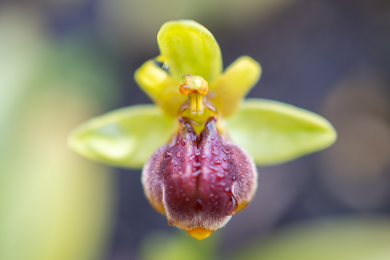Ophrysluteaxbombyliflora.jpg