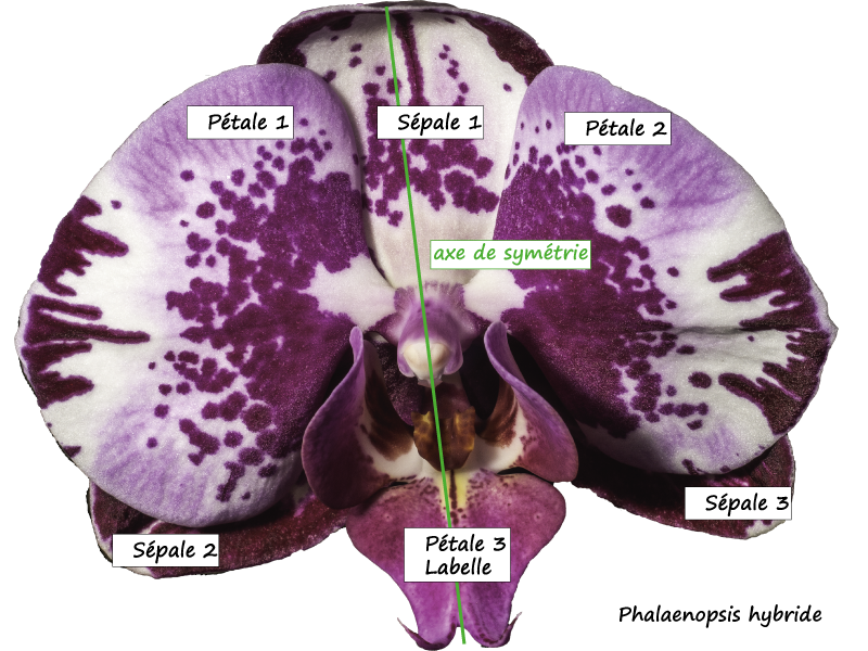 phalaenopsis.png