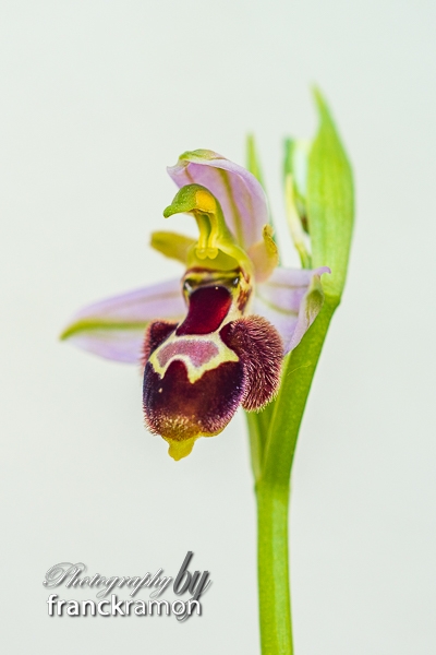 20230505-Ophrys_apifera_x_magniflora-2.jpg
