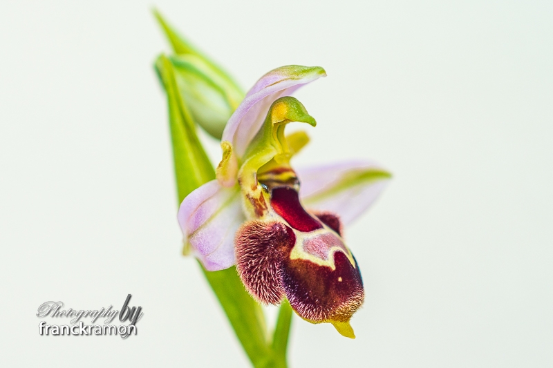 20230505-Ophrys_apifera_x_magniflora-3.jpg