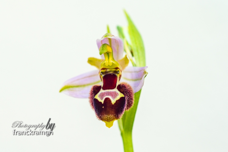 20230505-Ophrys_apifera_x_magniflora.jpg