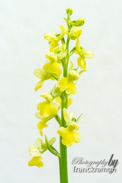 20230505-Orchis_pallens-3.jpg