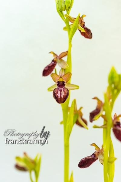 20230506-Ophrys_aveyronensis_x_incubacea-2.jpg