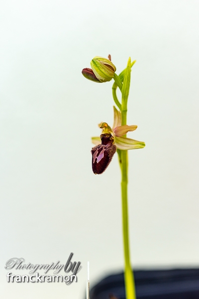 20230506-Ophrys_aveyronensis_x_incubacea.jpg