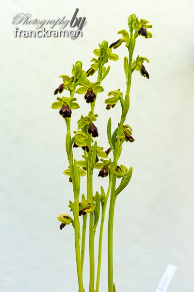 20230506-Ophrys_sulcata.jpg