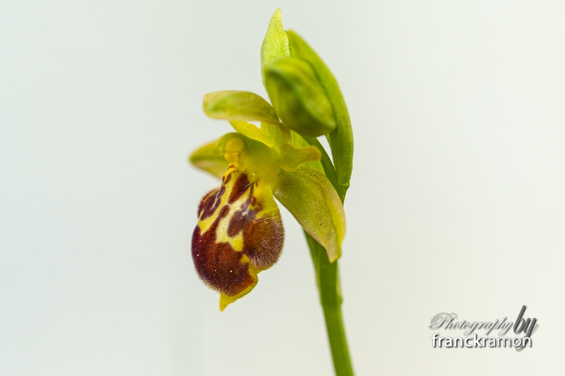20230507-Ophrys_apifera_x_lutea-2.jpg