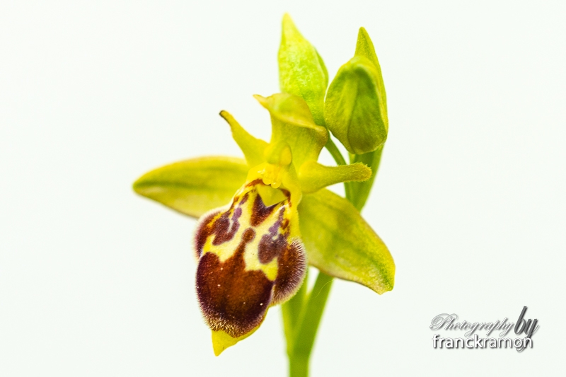20230507-Ophrys_apifera_x_lutea.jpg