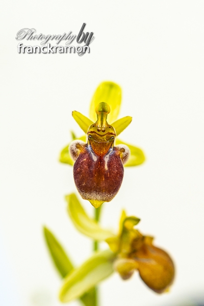 20230507-Ophrys_bombylifloraxscolopaxalba2.jpg