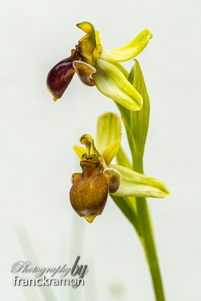20230507-Ophrys_bombylifloraxscolopaxalba3.jpg