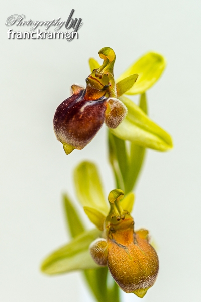 20230507-Ophrys_bombylifloraxscolopaxalba4.jpg
