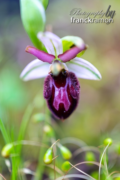 20230507-Ophrys_incubacea_x_magniflora-3.jpg