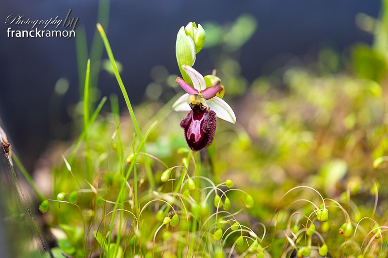 20230507-Ophrys_incubacea_x_magniflora.jpg
