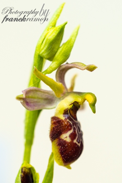 20230521-Ophrys_litigiosa_x_scolopax-2.jpg