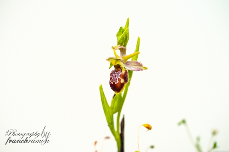 20230521-Ophrys_litigiosa_x_scolopax-3.jpg