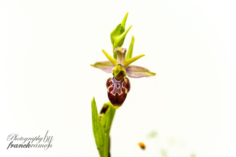 20230521-Ophrys_litigiosa_x_scolopax.jpg