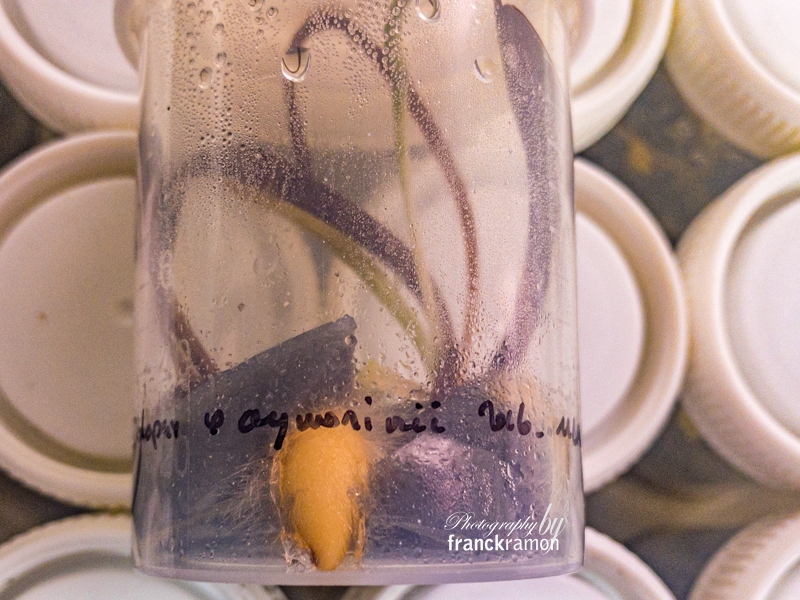 20230619-Ophrys_scolopax_x_aymoninii_.jpg
