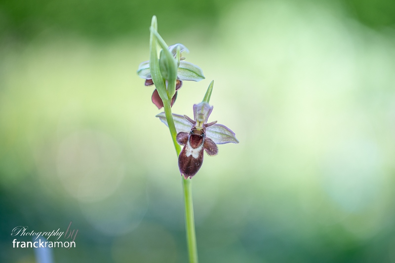 20240421-Ophrys_apifera_x_insectifera-4.jpg