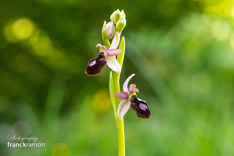 20240421-Ophrys_magnifolia-3.jpg