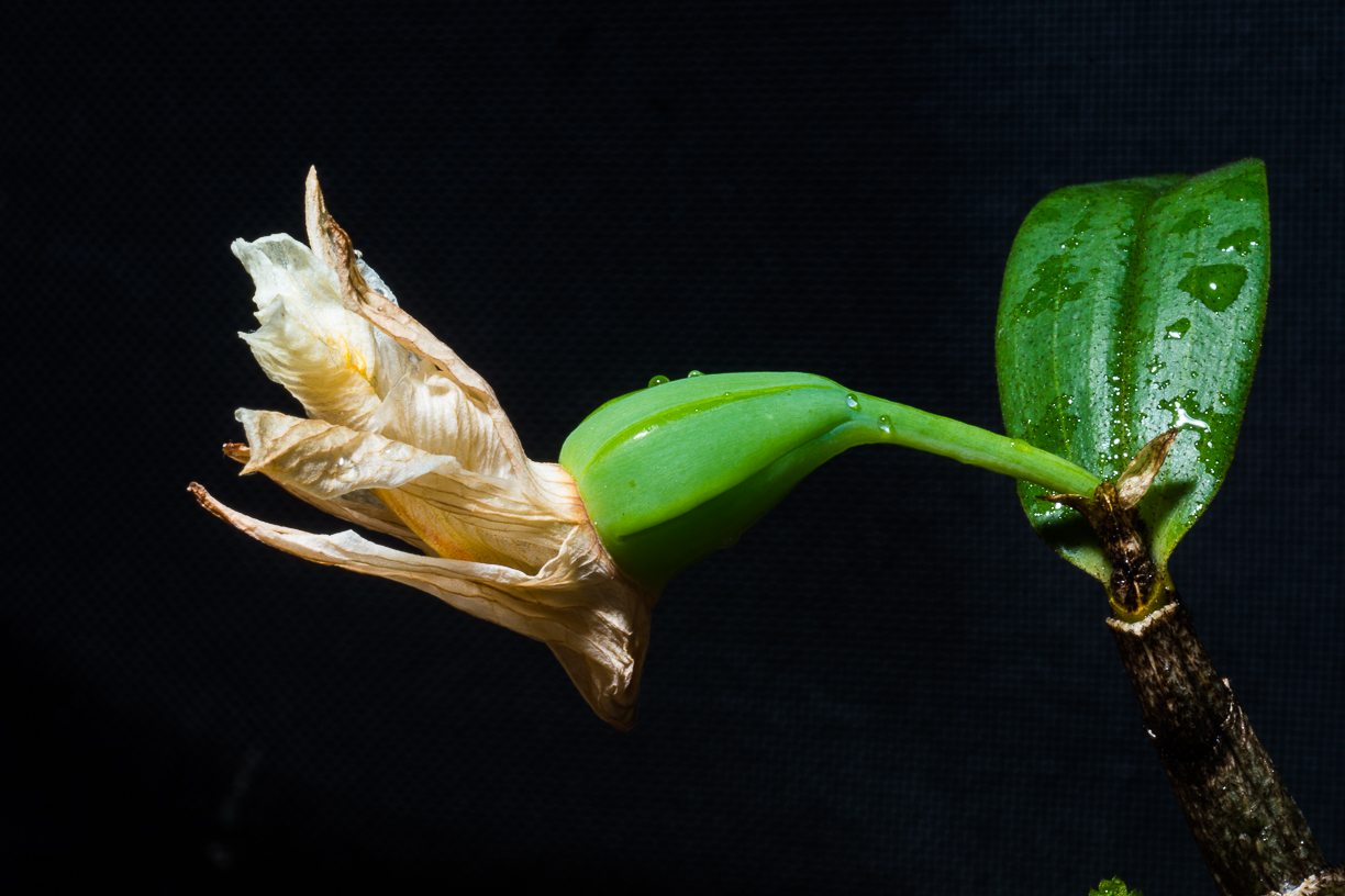 Dendrobium chrystianum