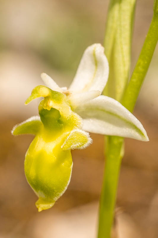 Ophrys scolopax hypochrome