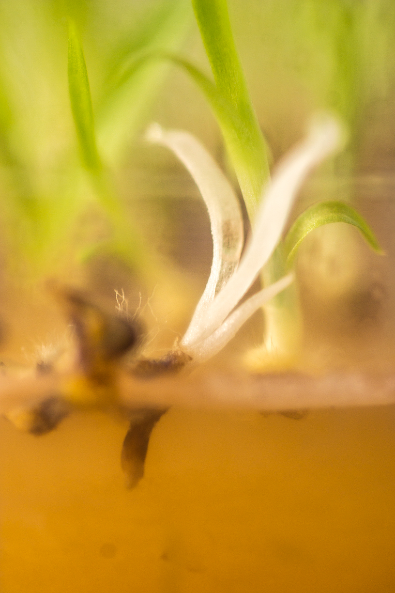 Ophrys tenthredinifera hypochrome