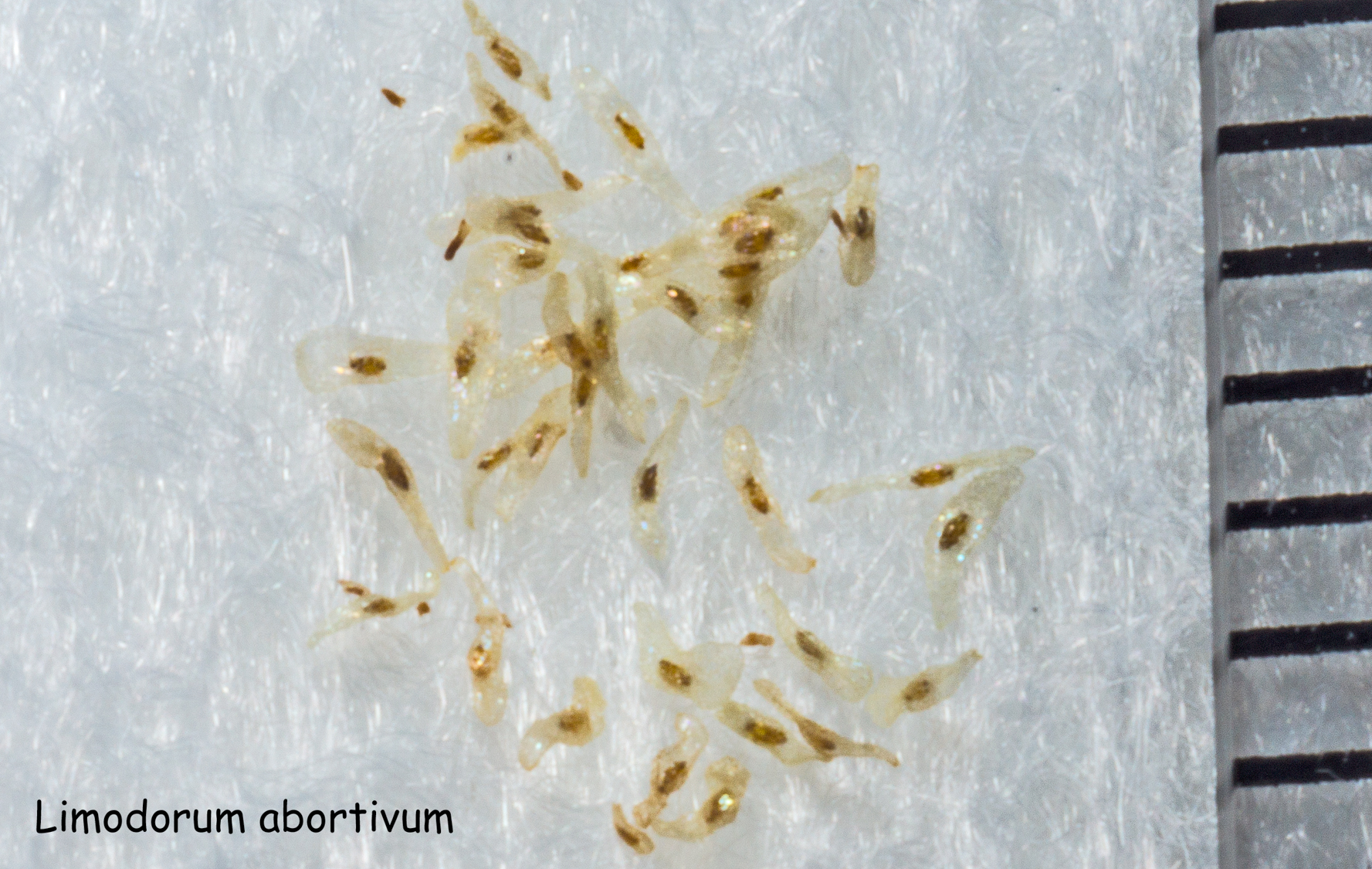 Graine de Limodorum abortivum (Orchidacaea). Une graduation mesure 1mm