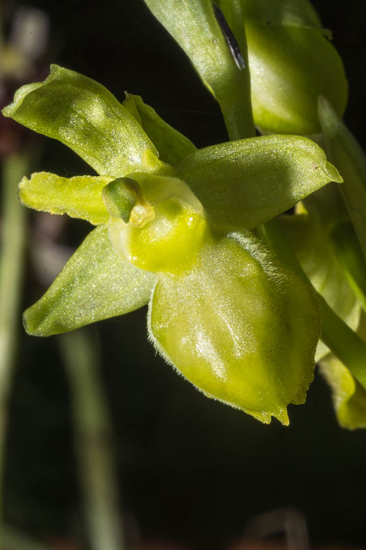 Ophrys marzuola hypochrome